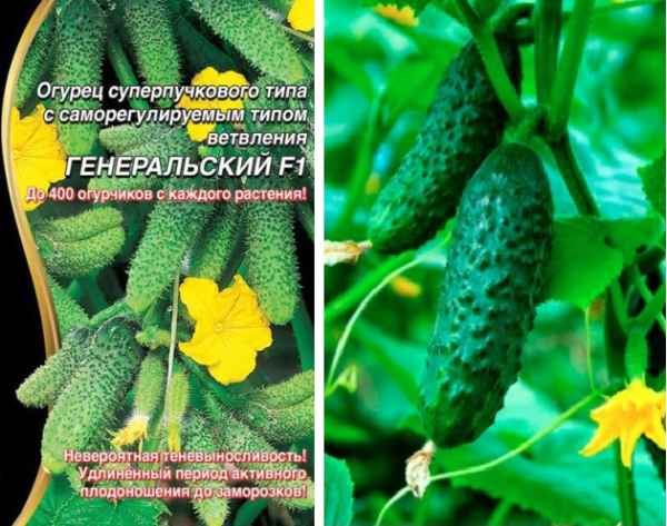 Огурец Генеральский F1: описание сорта, фото, отзыв, урожайность