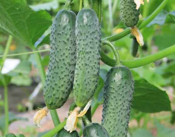 Огурец Букет F1: описание, отзывы, фото, урожайность сорта