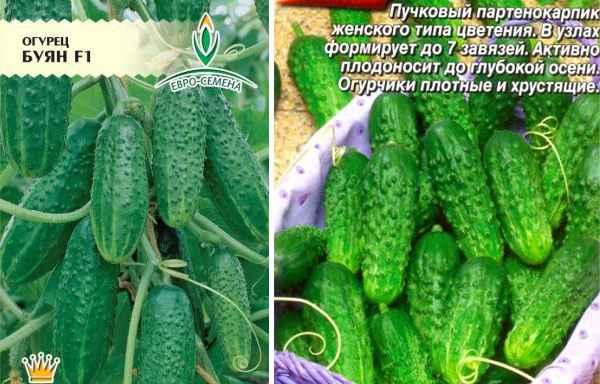 Огурец Буян F1: описание и урожайность сорта, фото, отзывы