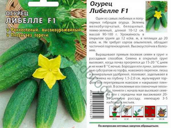 Огурец Либелле F1: описание и урожайность сорта, фото, отзывы