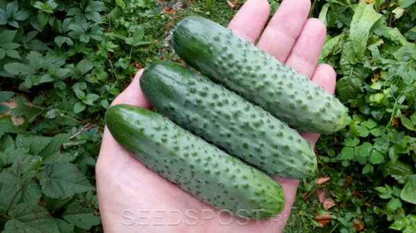 Огурец Шоша F1: описание сорта, фото, отзывы, урожайность