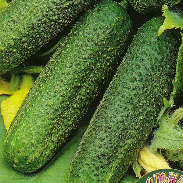 Огурец Домовенок Кузя F1: описание и урожайность сорта, отзывы