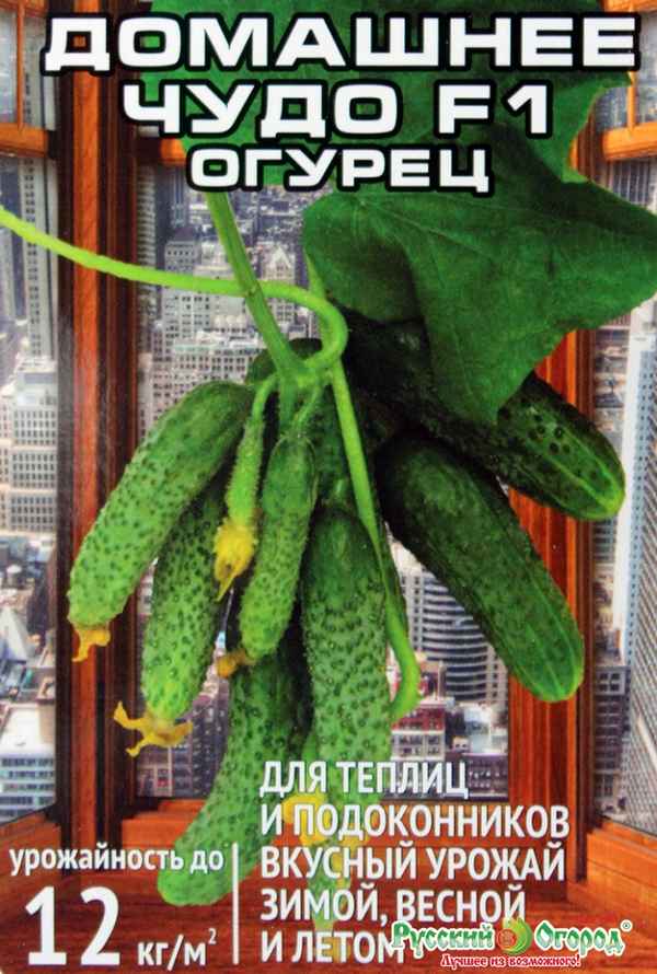 Огурец Домашнее Чудо F1: описание, отзывы, фото, урожайность