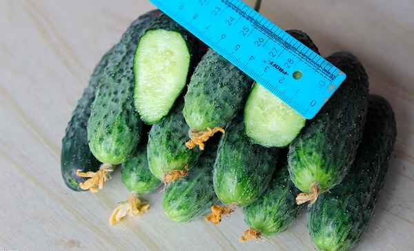 Огурец Директор F1: описание, хаpaктеристика сорта, отзывы, фото