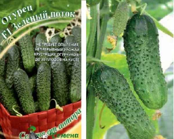 Огурец Зеленый поток F1: описание сорта, фото, отзывы