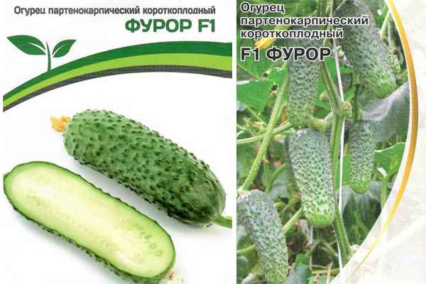 Огурец Фурор F1: описание и урожайность сорта, отзывы, фото