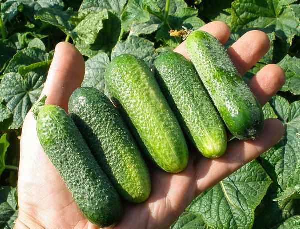 Огурец Луховицкий F1: описание сорта, фото, отзывы, урожайность