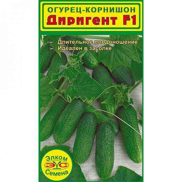 Огурец Диригент F1: описание и урожайность сорта, отзывы, фото