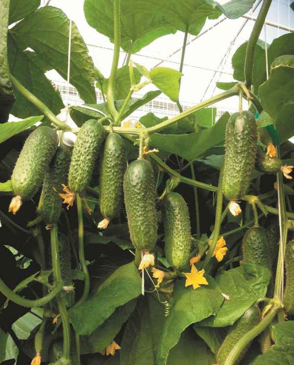 Огурец Ленара F1: описание и урожайность сорта, фото, отзывы