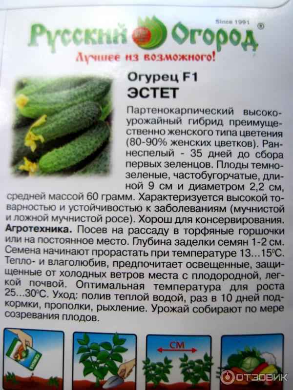 Огурец Эстет F1: описание сорта, фото, отзывы