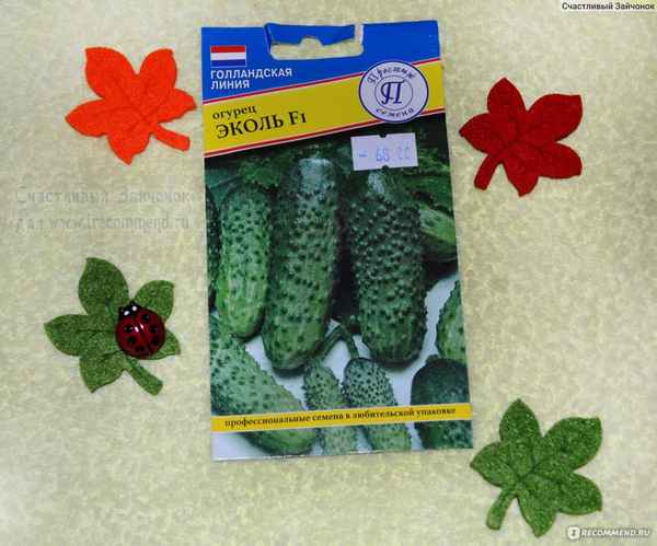 Огурец Эколь F1: описание сорта, фото, отзывы и урожайность
