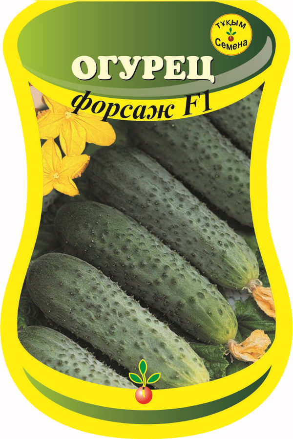 Огурец Форсаж F1: описание сорта, фото, отзывы, урожайность