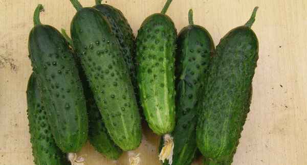 Огурец Монисия F1: описание, урожайность сорта, отзывы, фото
