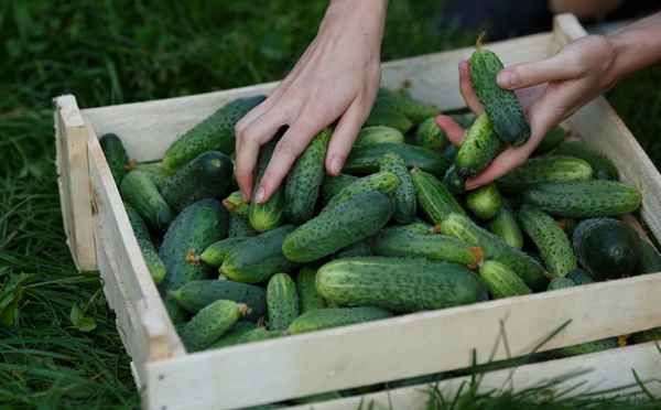 Огурец Ухажер F1: описание сорта, фото, отзывы, урожайность