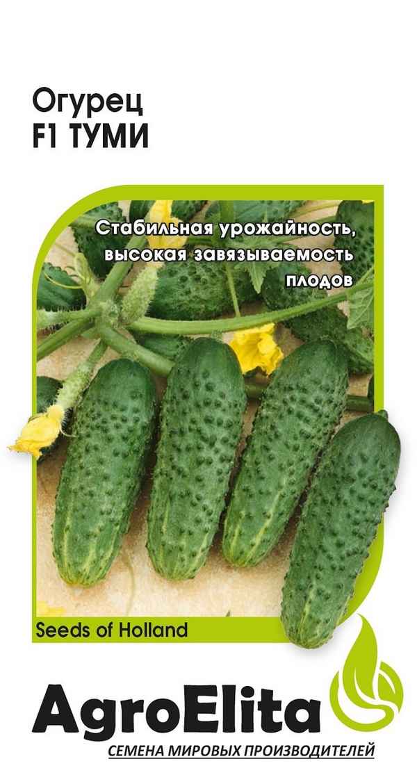 Огурец Туми F1: описание и урожайность сорта, фото, отзывы