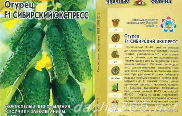 Огурец Сибирский экспресс F1: описание сорта, отзывы, фото
