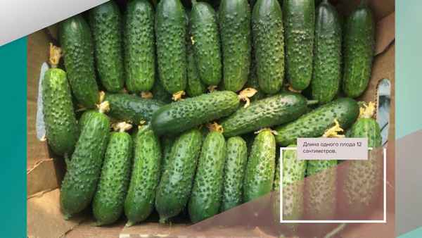 Огурец Северный Поток F1: описание сорта, фото, отзывы