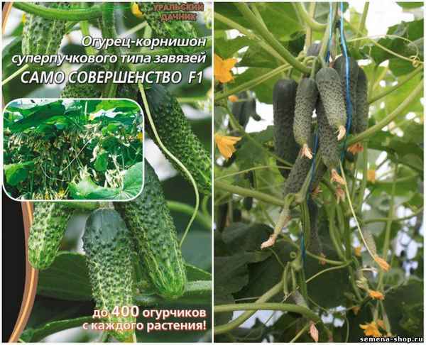 Огурец Само совершенство F1: описание сорта, фото, отзывы