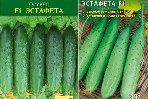 Огурец Эстафета F1: описание сорта, фото, отзывы, урожайность