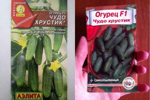 Огурец Чудо хрустик F1: описание, отзывы, фото, урожайность