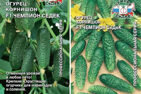 Огурец Чемпион F1: описание и урожайность сорта, отзывы, фото