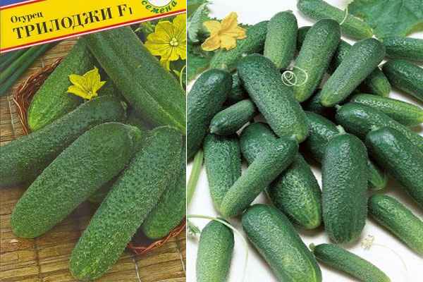 Огурец Трилоджи F1: описание и урожайность сорта, фото, отзывы