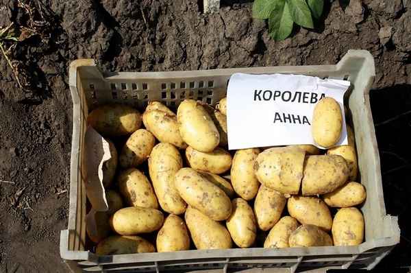 Картофель Королева Анна: описание сорта, фото, отзывы