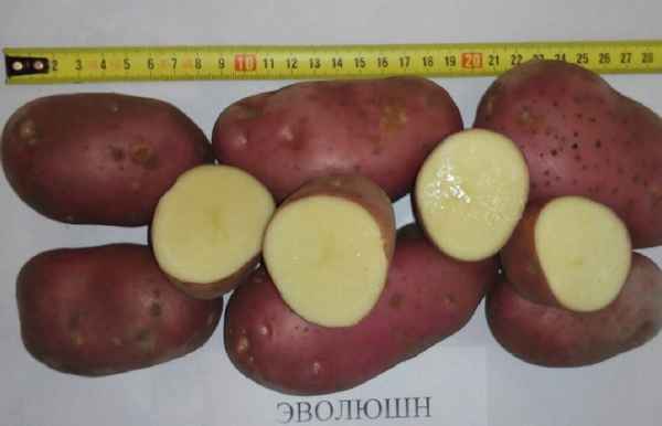 Картофель Эволюшн: описание сорта, фото, отзывы, хаpaктеристика