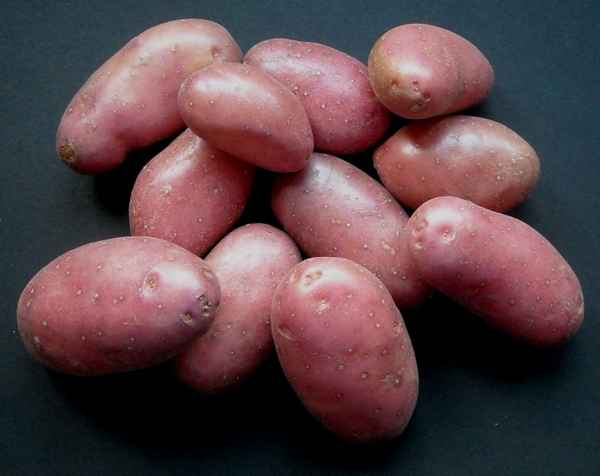 Картофель Беллароза: хаpaктеристика сорта, отзывы, вкусовые качества