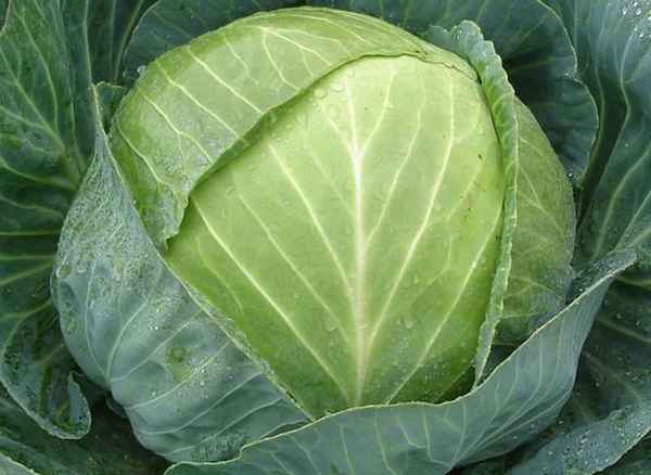 Капуста Миррор F1: описание, урожайность сорта, отзывы, фото