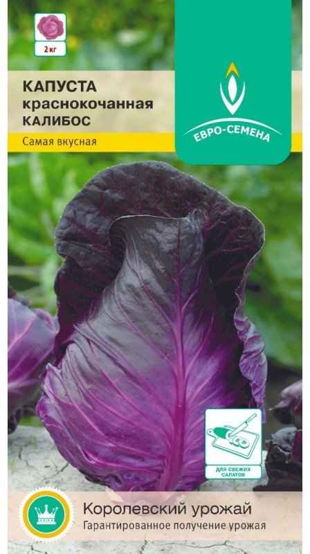 Капуста Калибос: описание, урожайность сорта, отзывы, фото