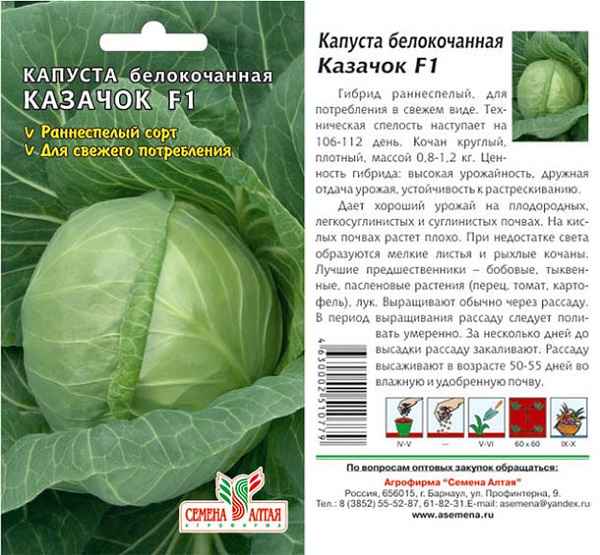 Капуста Казачок F1: описание сорта, отзывы, урожайность, фото