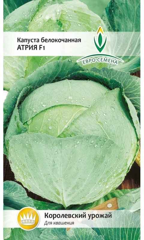 Капуста Белоснежка F1: описание сорта, отзывы, урожайность, фото