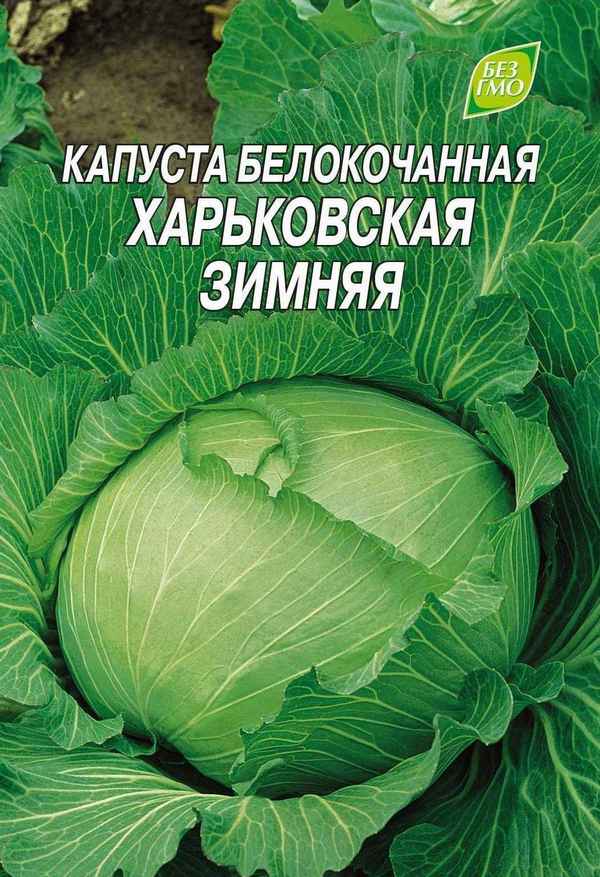 Капуста Харьковская: описание и урожайность сорта, отзывы, фото