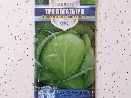 Капуста Три богатыря: описание сорта, отзывы и урожайность, фото