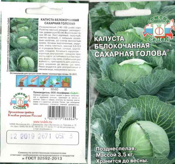 Капуста Сахарная Голова: описание сорта, фото, отзывы, урожайность