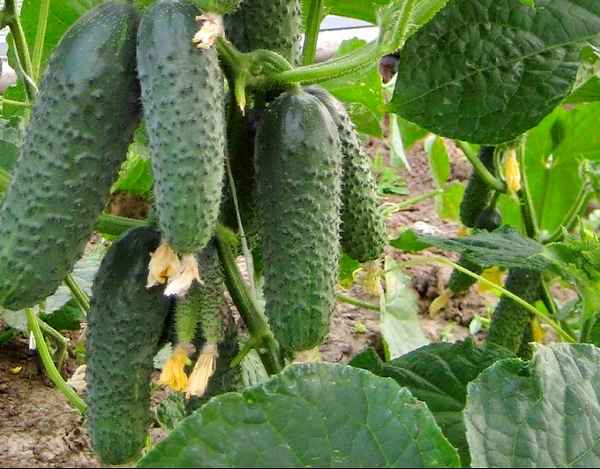 Огурец Уран F1: описание сорта, отзывы и урожайность, фото