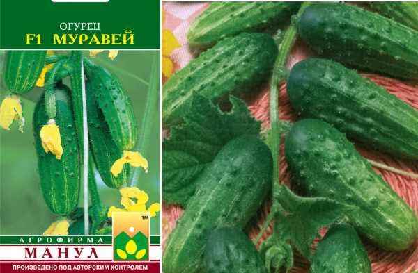 Огурец Муравей F1: описание сорта, фото, отзывы, урожайность
