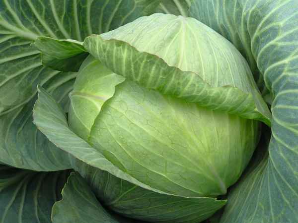 Капуста Парадокс F1: описание, урожайность сорта, фото, отзывы