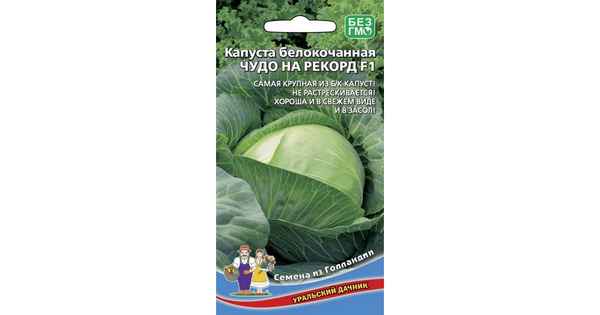 Капуста Чудо на Рекорд F1: описание сорта, отзывы и урожайность
