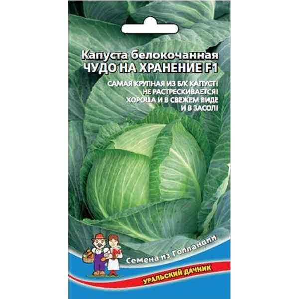 Капуста Чудо на хранение F1: описание сорта, отзывы, урожайность