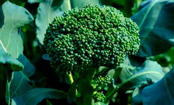 Капуста брокколи Цезарь F1: описание сорта, отзывы, урожайность