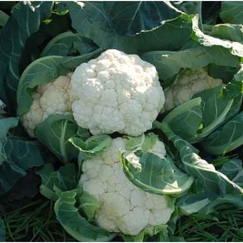 Капуста цветная Кул F1: описание, урожайность сорта, фото, отзывы