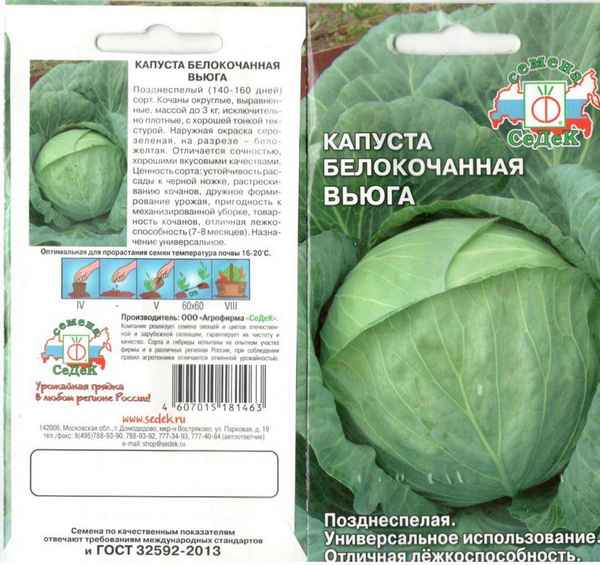 Капуста Вьюга: описание сорта, отзывы и урожайность, фото