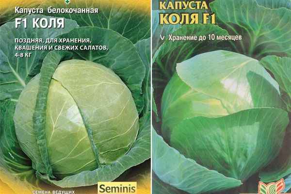 Капуста Коля F1: описание сорта, отзывы, фото и урожайность