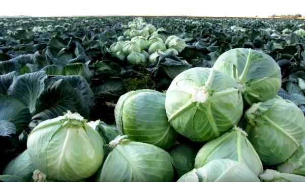 Капуста Ларсия F1: описание сорта, отзывы, урожайность, фото