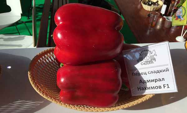 Перец Адмирал Нахимов F1: отзывы, фото, описание сорта, урожайность