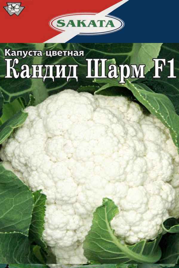 Капуста цветная Кандид Шарм F1: описание сорта, отзывы, фото