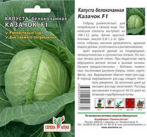 Капуста Надежда: описание сорта, отзывы и урожайность, фото