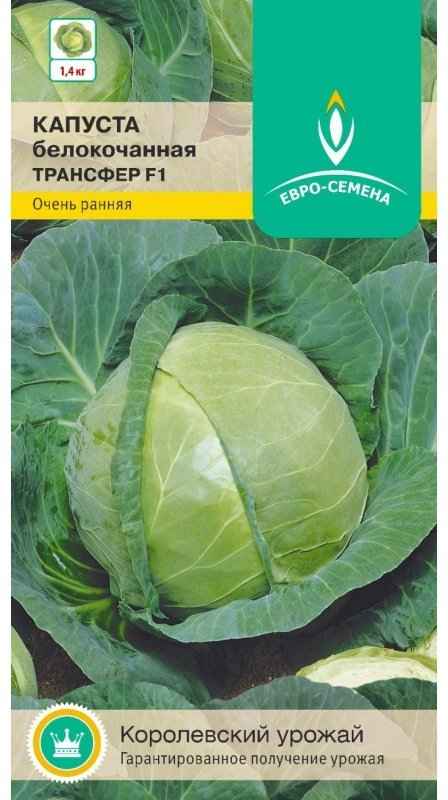 Капуста Tрaнcфер F1: описание сорта, отзывы, урожайность, фото